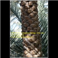 29584 05 0071 Dattelpalmen-Plantage, Al Ain, Abu Dhabi, Emirate 2017.jpg